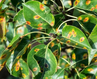 Груша болить ржавчиною? Як вилікувати рослину