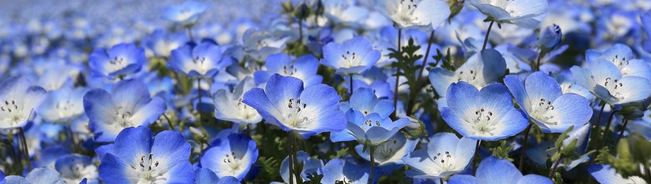 Всі секрети вирощування немофіли - американської незабудки