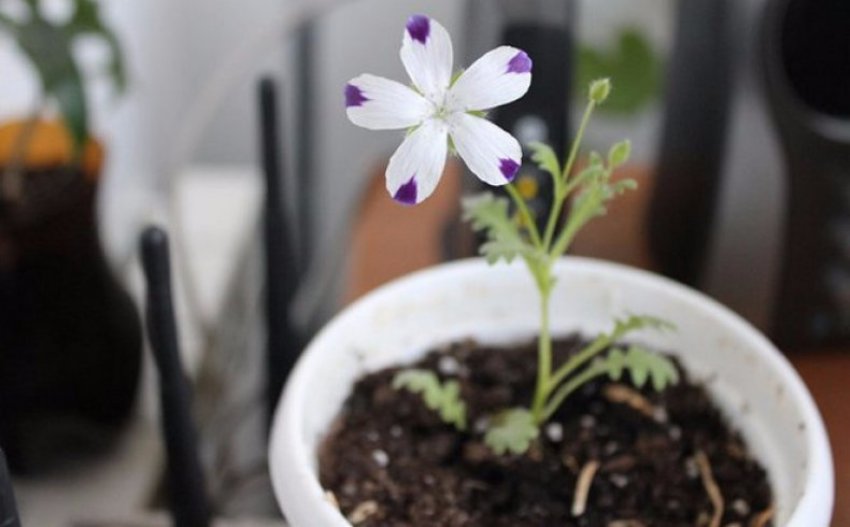 Вирощування розсадою