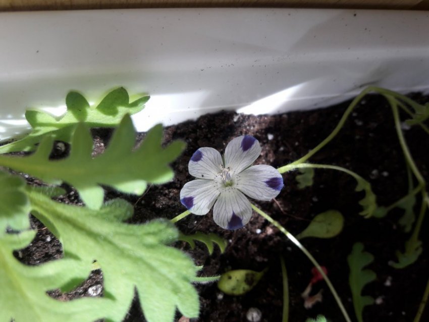 Всі секрети вирощування немофіли – американської незабудки