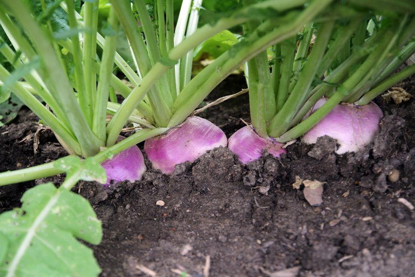 Брюква Брюква