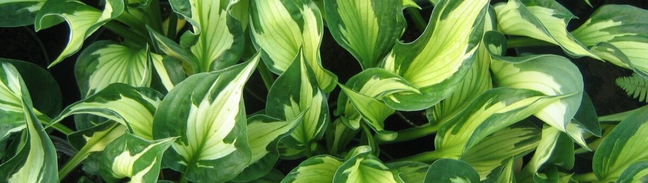 Сорти хост, які стануть прикрасою вашої колекції