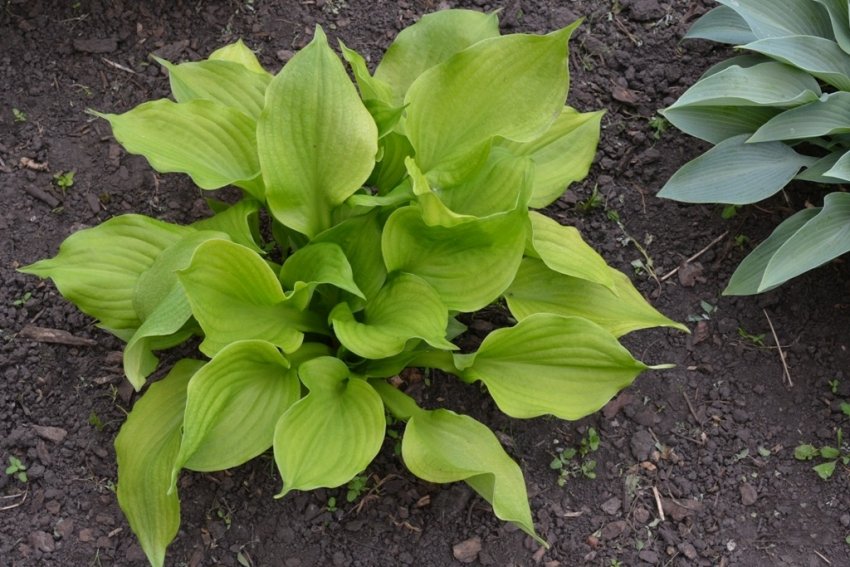 Хоста сорта Banana Kid
