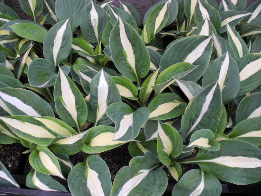 Хоста сорта Whirly Pop