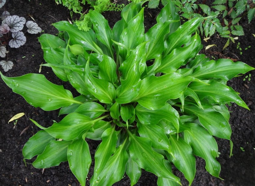 Хоста сорта Sorbet