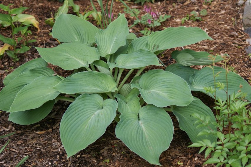 Хоста сорта Blue Angel