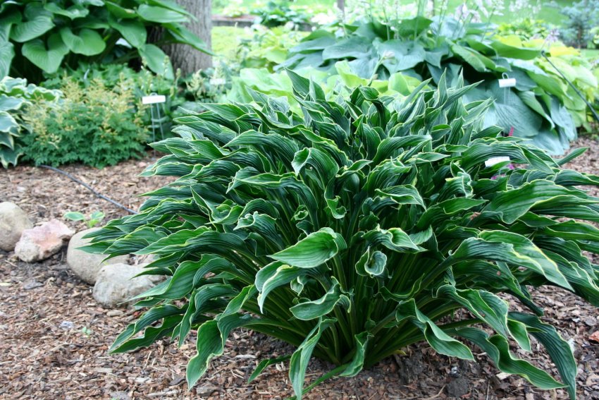 Хоста сорта Green Bag