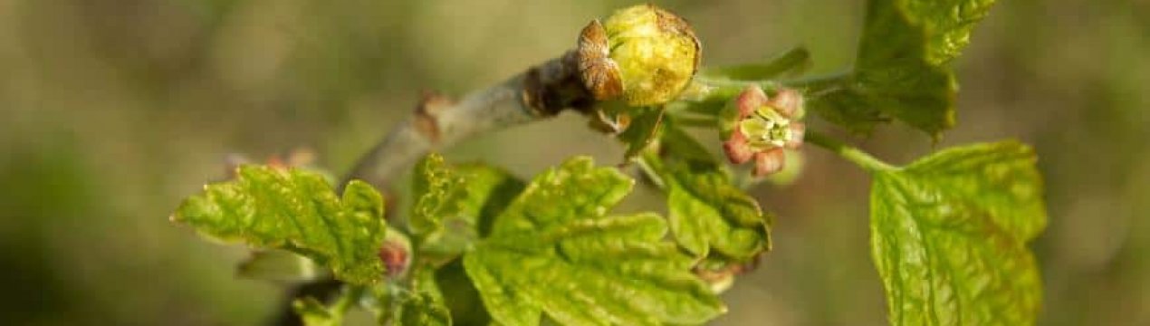 Як боротися з бджолом на смородині