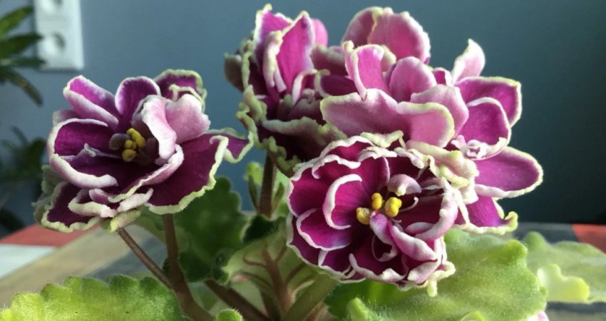 Фіалка ле есмеральда Фіалка ле есмеральда