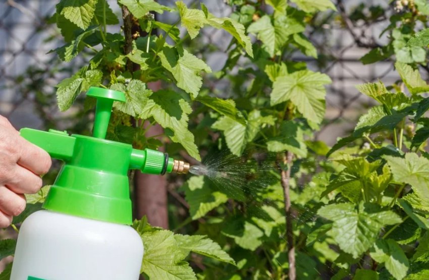 Обробка смородини