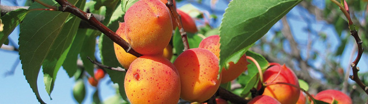 Ушкодження європейським абрикосам через погодні умови