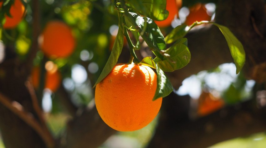 Експорт врожаю апельсинів в Бразилії в 2019/20 збільшився на 18%
