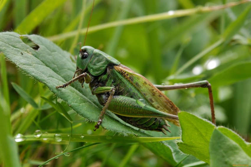 Китай готовий допомогти Пакистану в боротьбі з саранчою Китай готовий допомогти Пакистану в боротьбі з саранчою