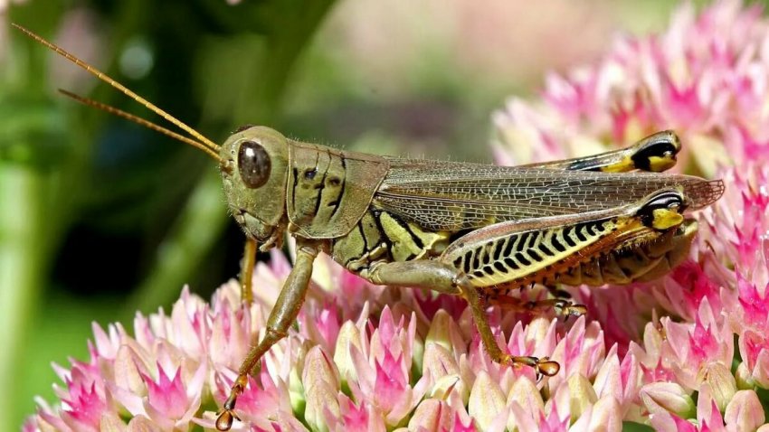 Китай готовий допомогти Пакистану в боротьбі з саранчою Китай готовий допомогти Пакистану в боротьбі з саранчою