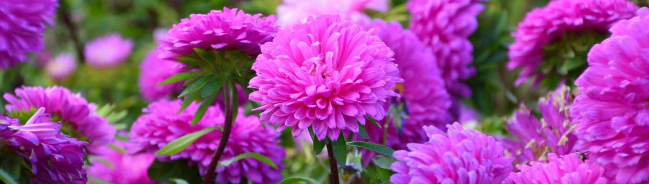 Що посадити на квітники, якщо немає часу для догляду?