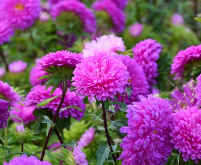 Що посадити на квітники, якщо немає часу для догляду?