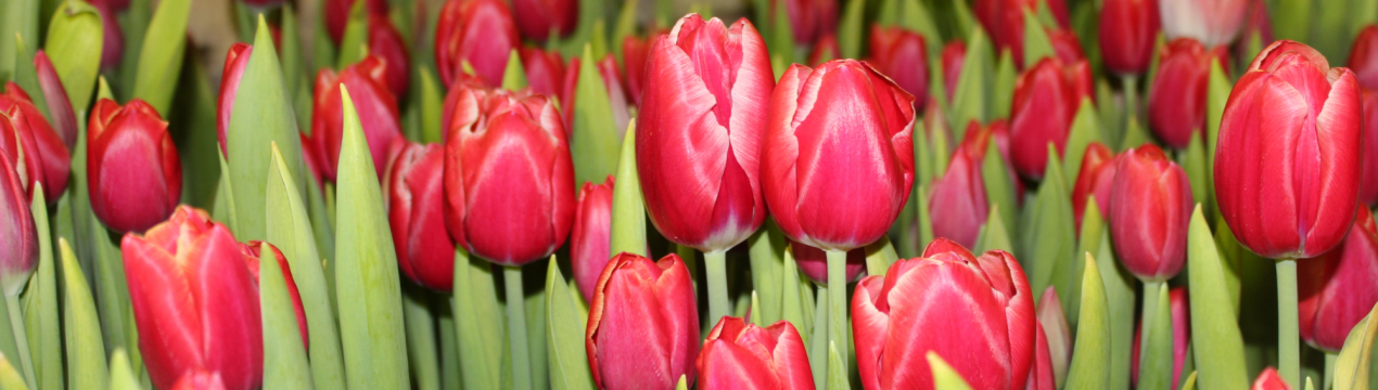 Квіткові магазини будуть відкриті протягом усіх вихідних