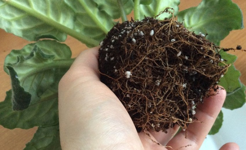 Пересадка фіалок Пересадка фіалок