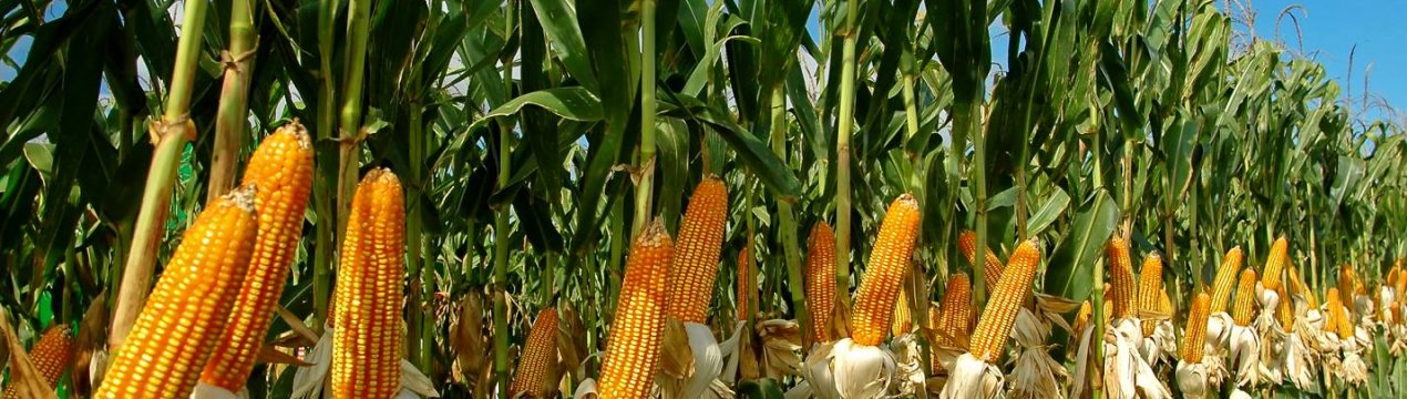 Кенія: боротьба з шкідниками кукурудзи