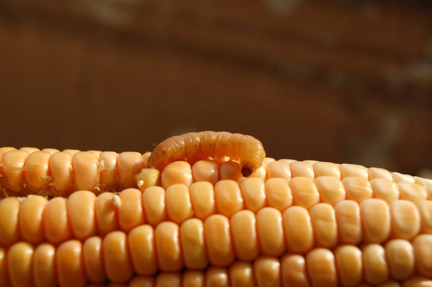 Кенія: боротьба зі шкідниками кукурудзи Кенія: боротьба зі шкідниками кукурудзи