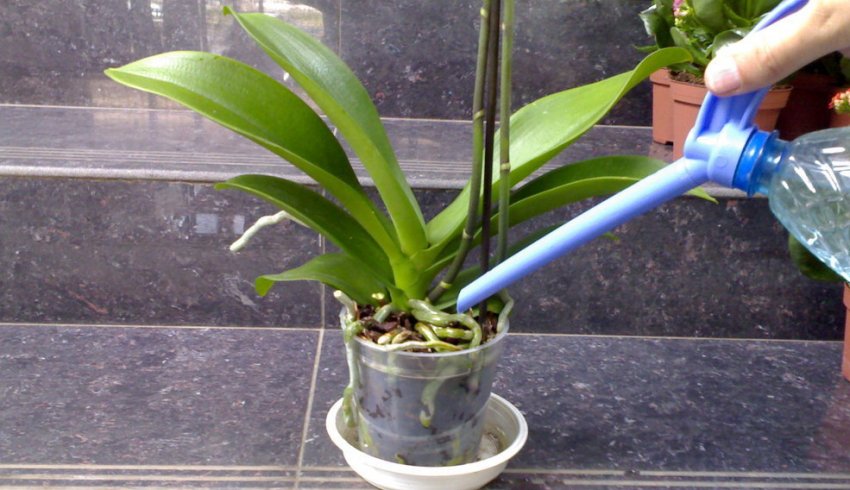 Полив орхідеї фаленопсис міні Полив орхідеї фаленопсис міні