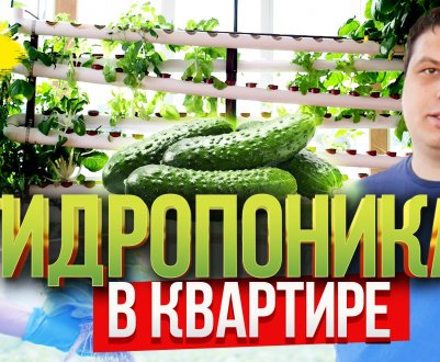 Випуск №2: Гідропоніка в квартирі своїми руками