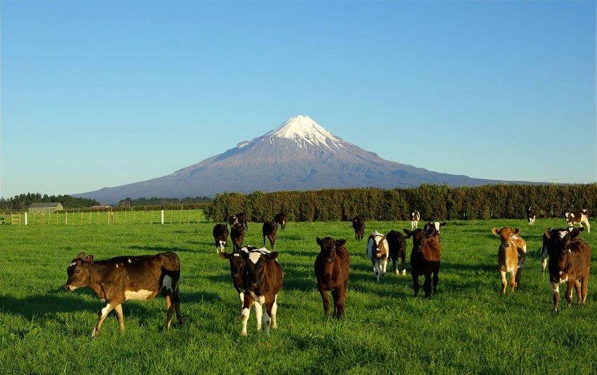 Нова система для оцінки ефективності молочної генетики Нової Зеландії