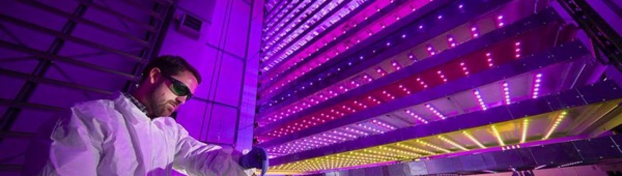 Віруси рослин можуть бути використані для виробництва вакцин