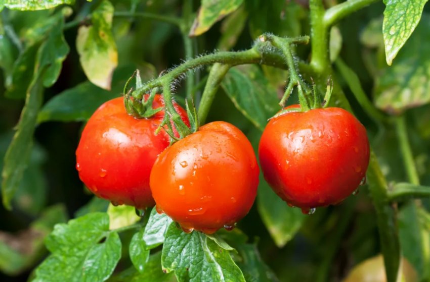 Підтверджені народні рецепти підживлення помідорів Підтверджені народні рецепти підживлення помідорів