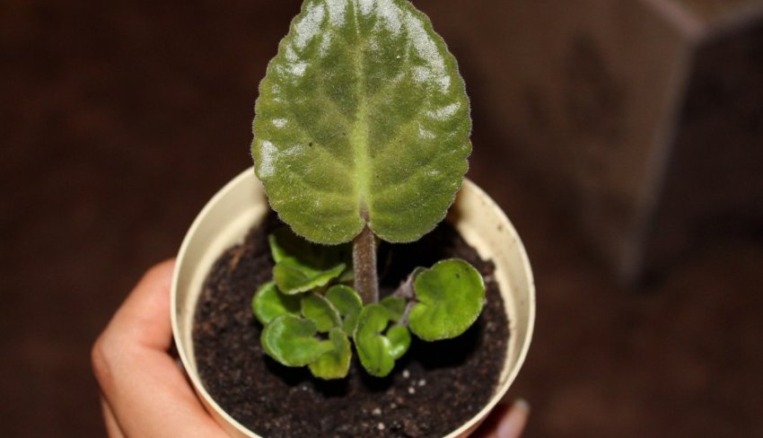 Розмноження фіалок Розмноження фіалок