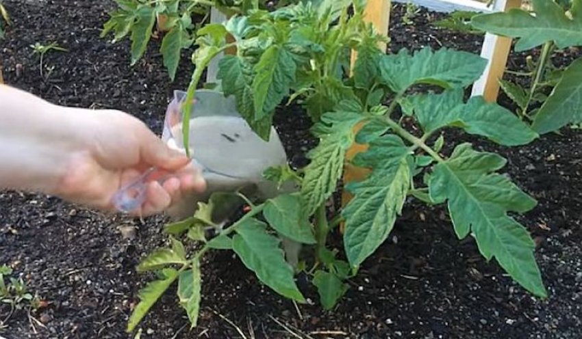 Коров'як і підстилка Коров'як і підстилка