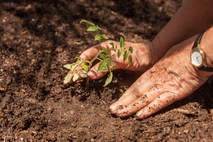 Перевірені народні рецепти підживлення томатів Перевірені народні рецепти підживлення томатів