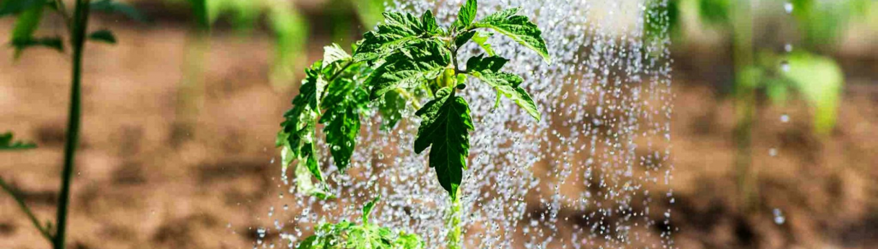 Перевірені народні рецепти підживлення томатів