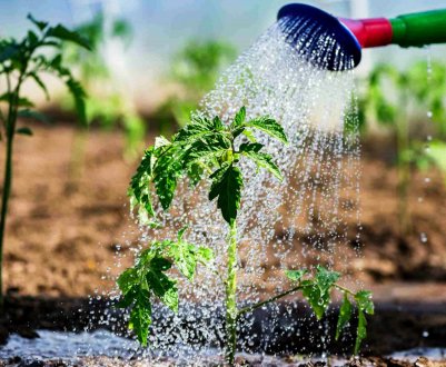 Перевірені народні рецепти підживлення томатів