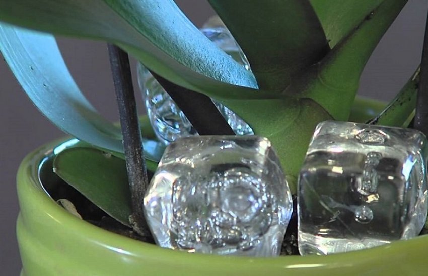 Кубик льоду Кубик льоду