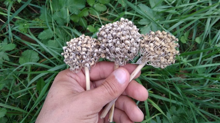 Насіннєві голівки Насіннєві голівки