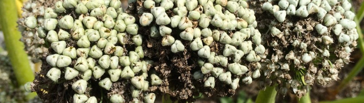 Коли збирати та зберігати насіння цибулі