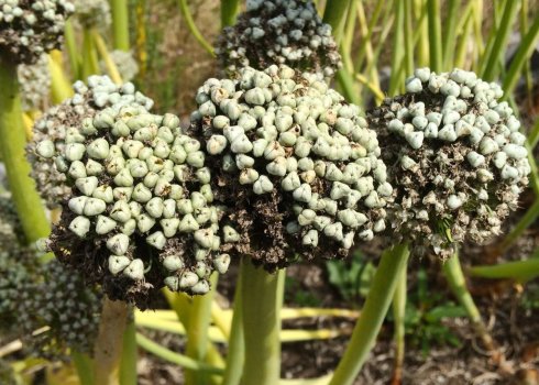 Коли збирати та зберігати насіння цибулі