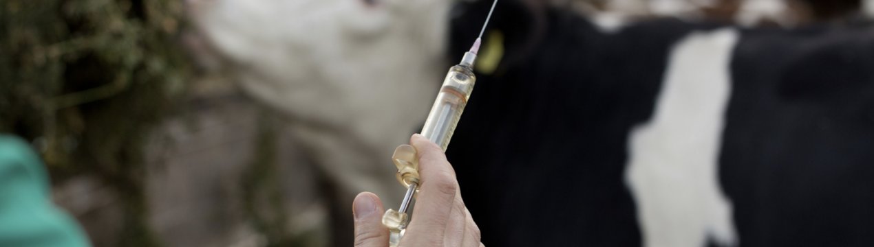 Антибіотики для ВРХ: значення, дозування та застосування