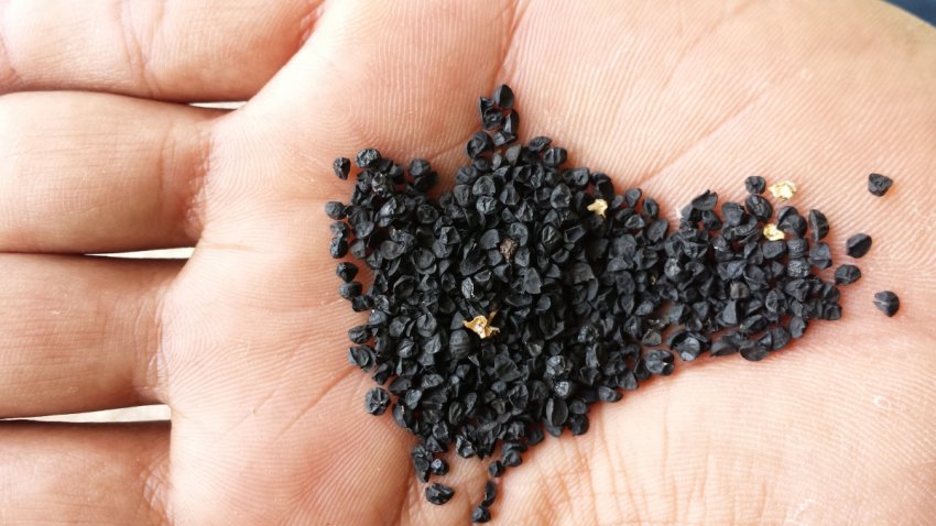 Насіння цибулі Насіння цибулі