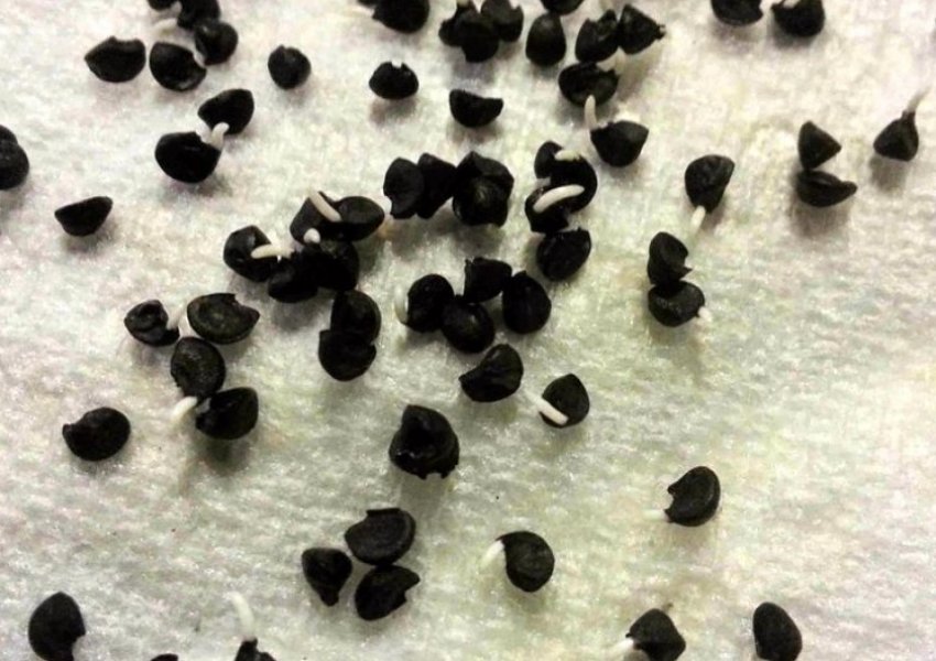 Пророщування насіння цибулі Пророщування насіння цибулі