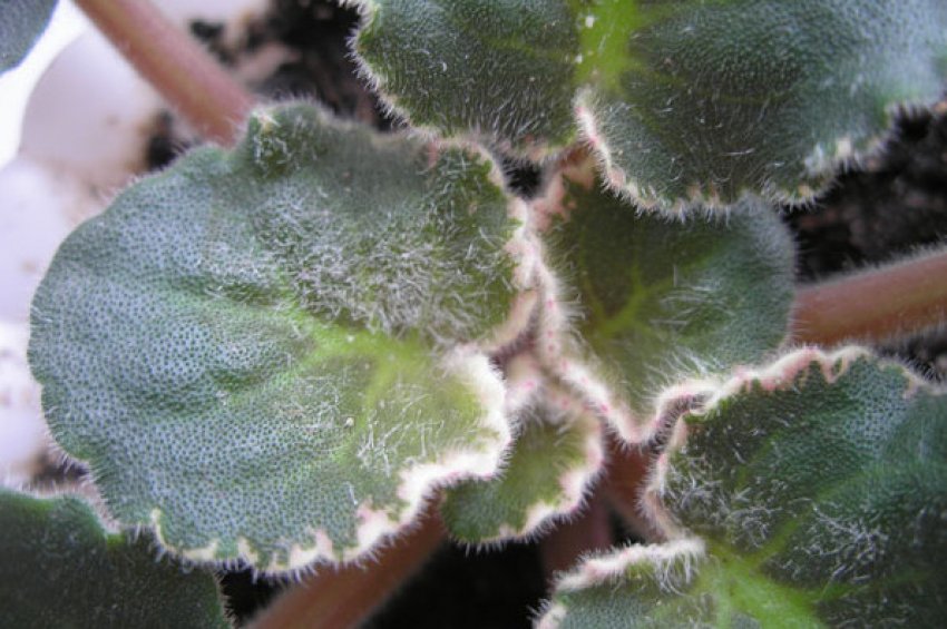 Борошниста роса на листі фіалки Борошниста роса на листі фіалки