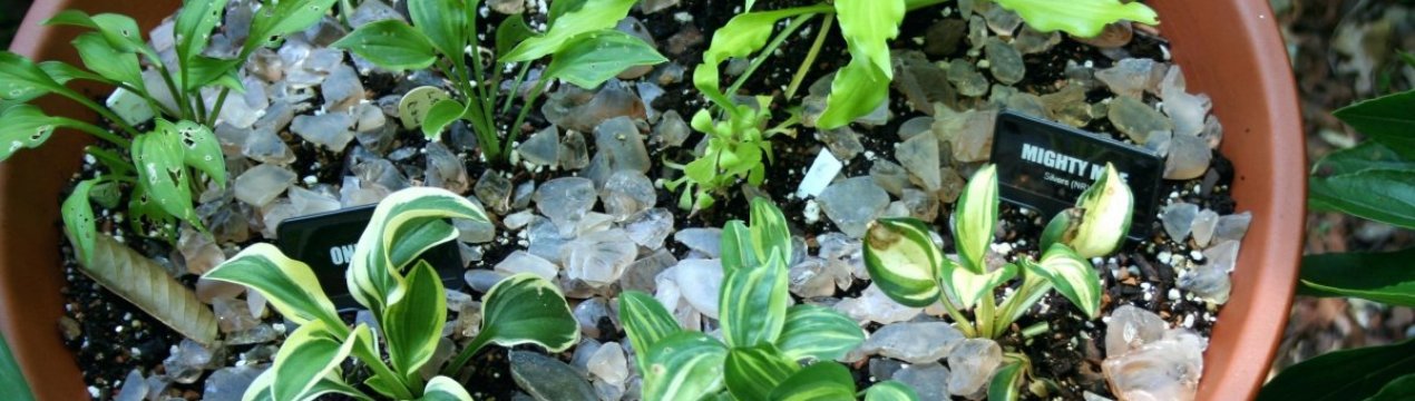 Три способи розмноження господаря