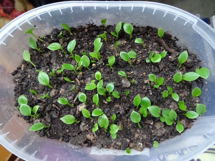 Розмноження насінням