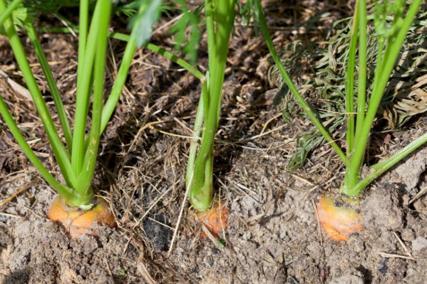 Як виростити моркву на пісчаному ґрунті