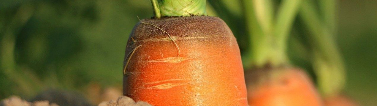 Як виростити моркву на пісчаному ґрунті