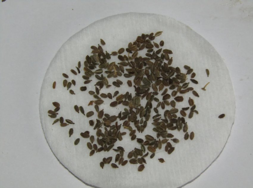 Пророщування насіння моркви