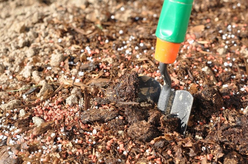 До викопаної землі вносять органіку
