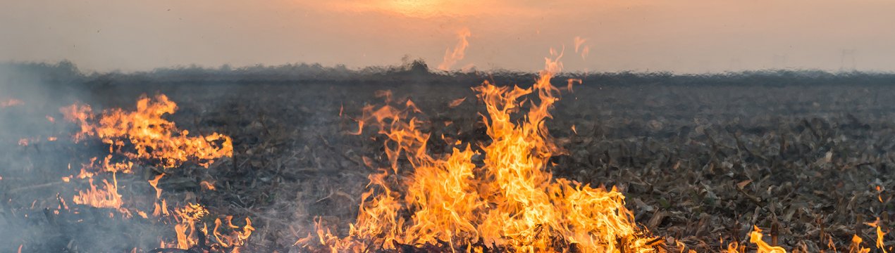 Штати Індії піднімають питання про перевірку видалення стерні