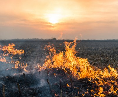 Штати Індії піднімають питання про перевірку видалення стерні